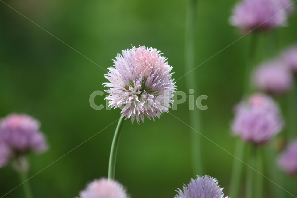 차이브,골파,중국파,식용식물,chive