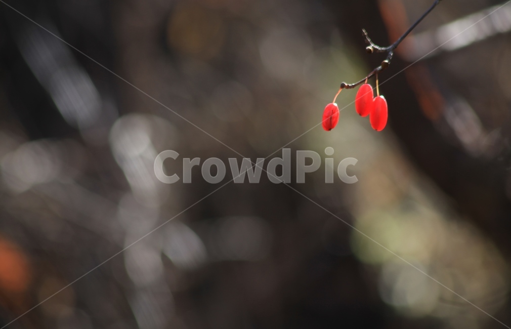 열매,산수유,산수유나무열매,가을열매,결실,식물,자연,plants,nature,과일,열매,fruit