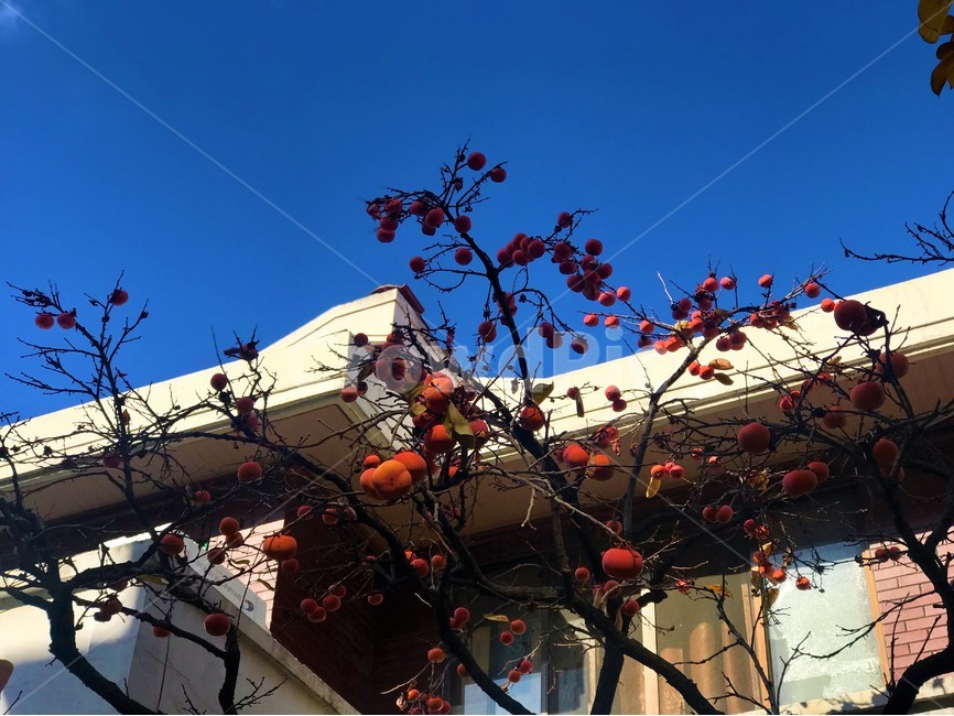 감,가을,하늘,집,한국정서,식물,자연,plants,nature,나무,trees,wood,과일,열매,fruit