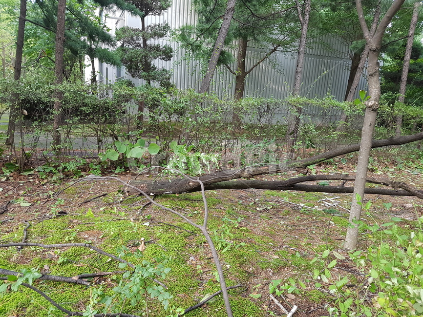 자연재해,식물,나무,쓰려짐,파괴,식물,자연,plants,nature,나무,trees,wood