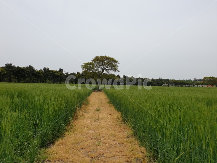 흙길,들,road,나무,자연,자연,풍경,nature,landscape,도로,gravel,자갈,dirt road,grassland,목초지,outdoors,옥외,field
