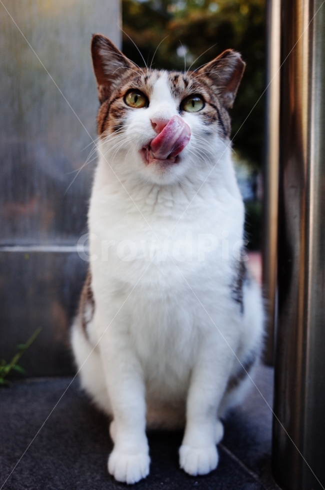 	고양이,길고양이,길냥이,애완동물,반려동물,생명,포유류,야생동물,야생,길짐승,짐승,자연,cat,kitty,kitten,cute,lovely,adorable,pet,animal,street,streetcat,stray,straycat,wild,wildlife,wildcat,wildanimal,nature,natural,beauty,beautiful,예쁜사진,배경화면,바탕화면,감성사진,동물,animal,포유류,mammal,고양이,cat,kitten,kitty