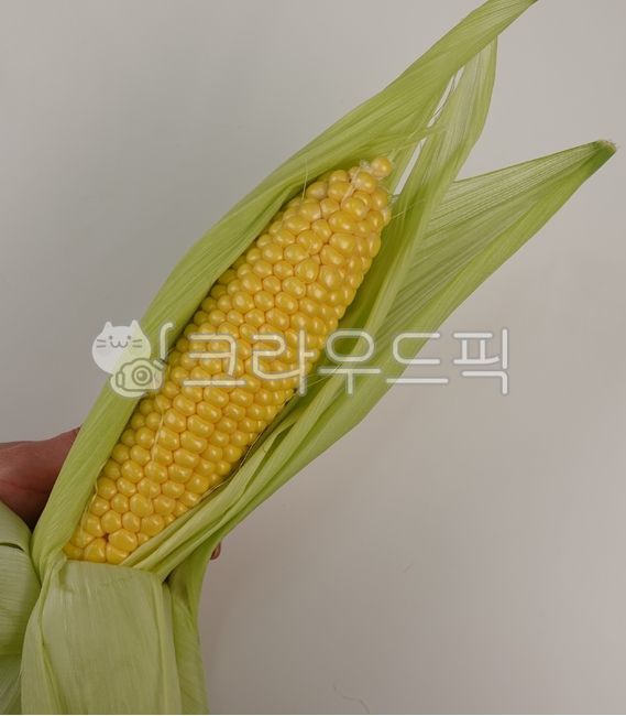 Special corn,waxy corn,Full corn,Corn size,corn,Chodang Corn,food,yellow vegetables,Corn peeling,corn kernels,corner,corn husk,Peeled corn,grain,big corn,good corn