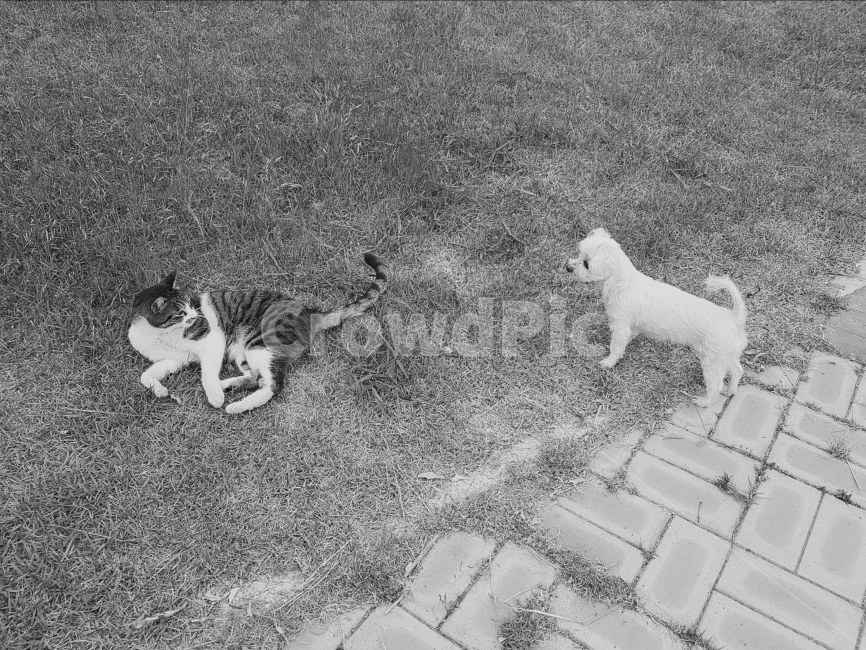 일촉즉발,경계,강아지,고양이,동물,흑백,모노,기싸움,대화,공원,일상,previse,tinderbox,dog,cat,animal,blackandwhite,mono,nerves,talk,park,daily,동물,animal,포유류,mammal,고양이,cat,kitten,kitty,개,강아지,dog,doggy,흑백,모노톤,monochrome,black and white