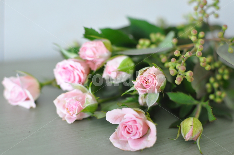 plant,식물,rose,장미,flower,blossom,꽃,부케,미니로즈,꽃배경,감성,자연,연핑크장미,꽃다발