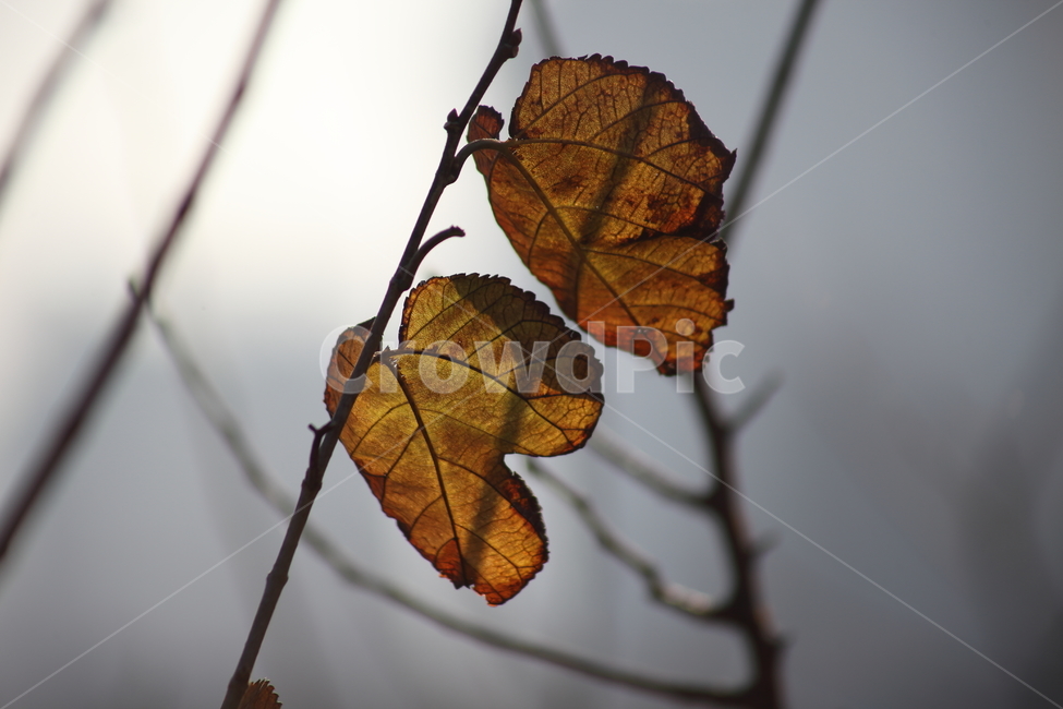 단풍,잎,식물,가을,redleaves,가을,계절,fall,autumn,season,식물,자연,plants,nature,veins,정맥
