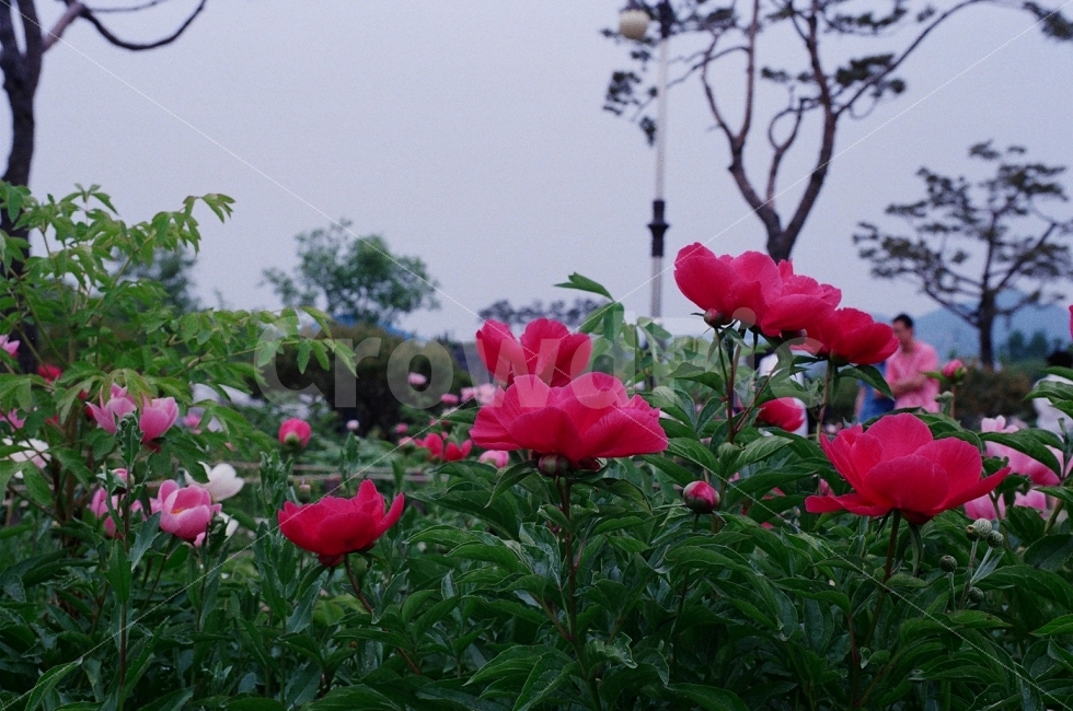 작약,꽃,대전,한밭수목원,자연,식물,자연,plants,nature,꽃,flower