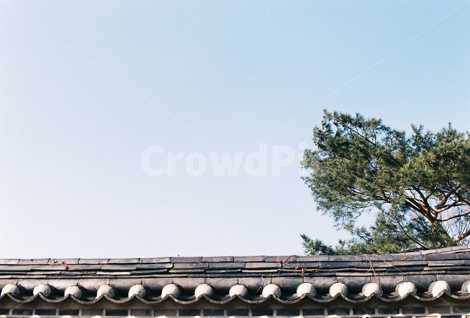 감성사진,감성,필름,아날로그,film,analog,기와집,하늘,나무,한국전통,한국문화,korean traditional,korean culture,건축물,건물외관,exterior,building,structure,architecture,construction