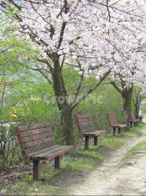 봄,벚꽃,cherryblossom,flowers,풍경,봄꽃,벚꽃나무,계절,spring,식물,자연,plants,nature,wood,trees,감성,bench,벤치