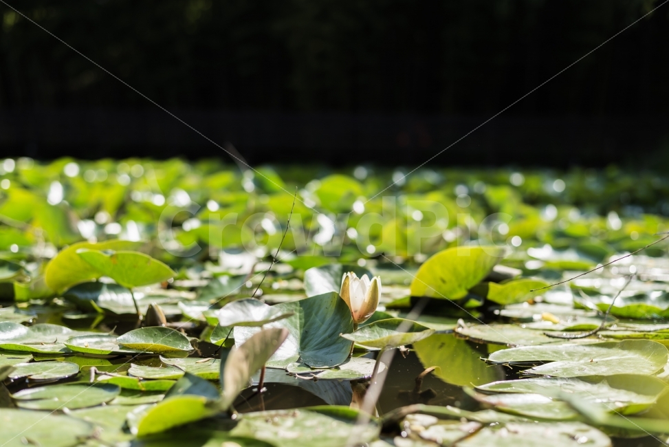 연꽃,분위기,색감,자연,꽃봉오리,스냅사진,감성사진,여행사진,풍경사진,자연사진,식물,자연,plants,nature,휴식,힐링,rest,relaxation,healing