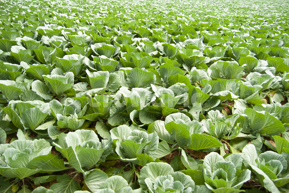 배추,배추밭,chinesecabbage,napacabbage,cabbage,한국배추,밭