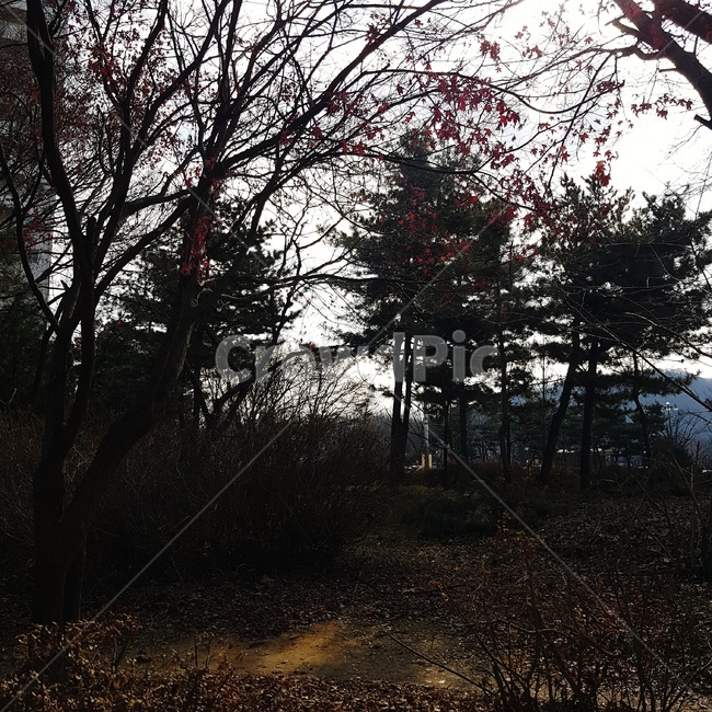 풍경,자연,낮,나무,공원,자연,풍경,nature,landscape,tree,plant,식물,tree trunk,나무 줄기