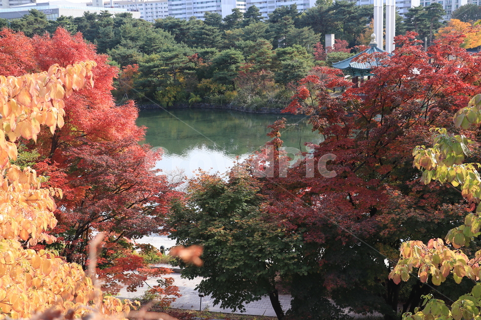 가을,낙엽,autumn,fall,leaves,fallenleaves,가을,계절,fall,autumn,season,자연,풍경,nature,landscape,maple,단풍,tree,나무,plant,식물,leaf,잎