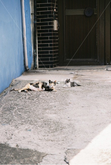 길고양이,모녀,고양이,새끼고양이,cat,모성애,골목길,alley,동물,animal,포유류,mammal,고양이,cat,kitten,kitty