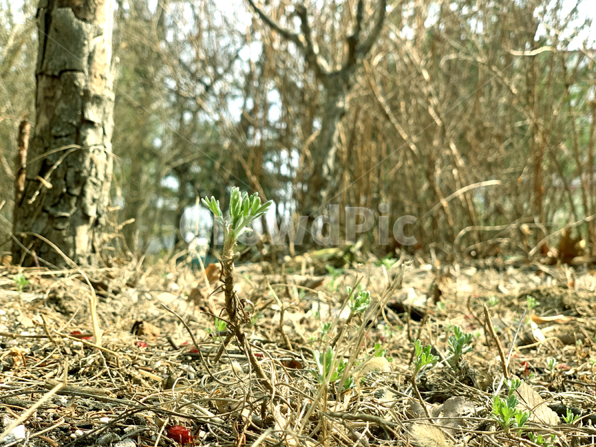 새싹,잎눈,자연,nature,봄,spring,green,감성,식물,자연,plants,nature