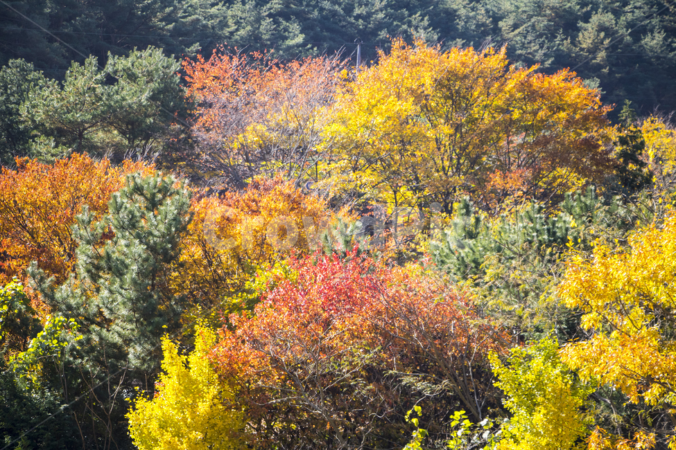 단풍,가을,단풍나무,자연,식물,배경,백그라운드,가을,계절,fall,autumn,season,자연,풍경,nature,landscape,tree,나무,plant