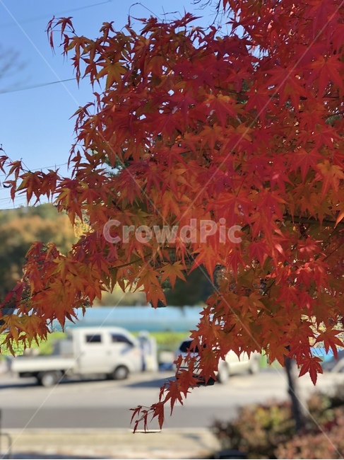 단풍,단풍나무,가을,단풍잎,빨간단풍,가을,계절,fall,autumn,season,leaf,잎,plant,식물,tree,나무,maple