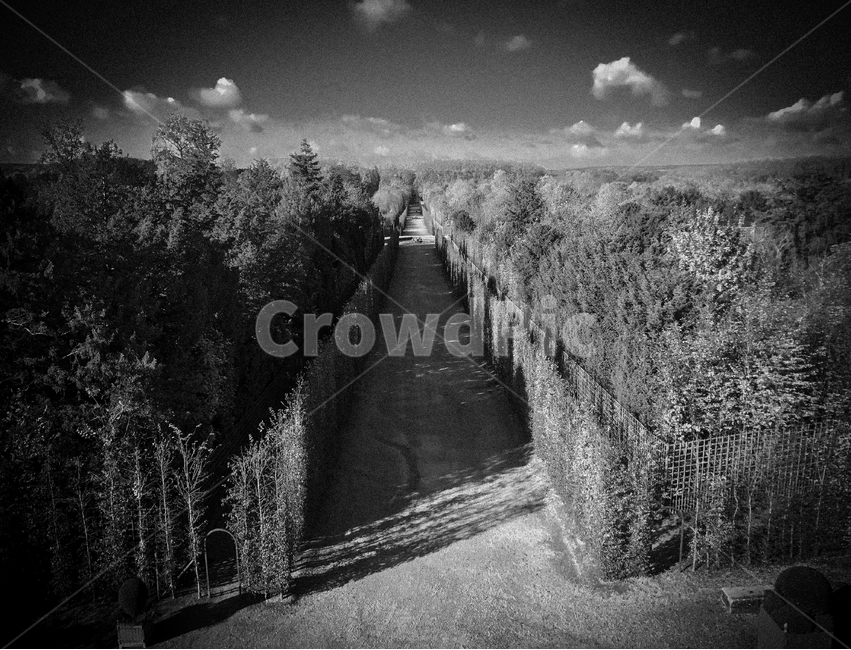나무,길,구름,하늘,nature,자연,outdoors,옥외,자연,풍경,nature,landscape,흑백,모노톤,monochrome,black and white