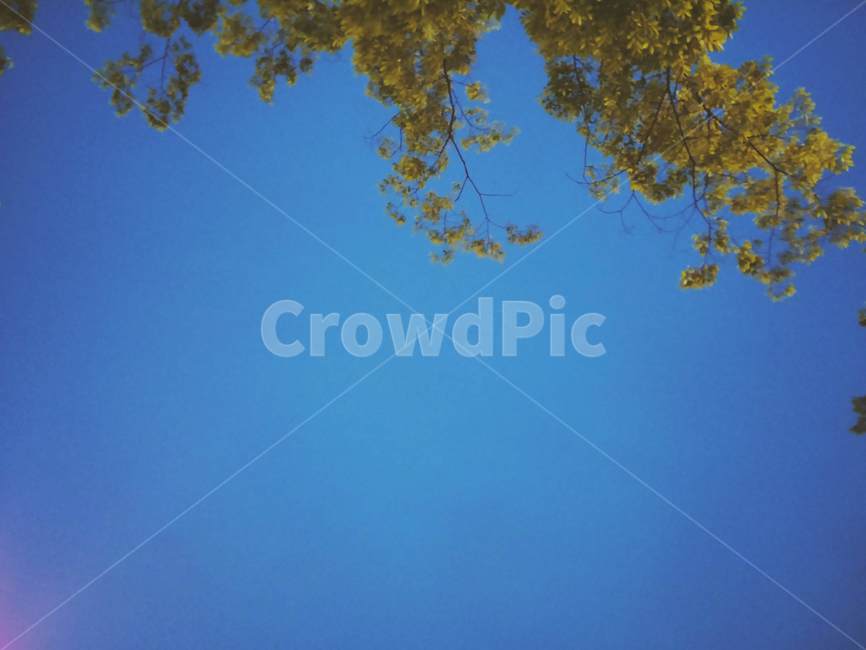 나뭇잎,나무,자연,풍경,초저녁,자연,풍경,nature,landscape,light,빛,flare,플레어,tree,plant,식물