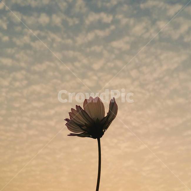 꽃,가을,코스모스,감성사진,꽃한송이,자연,역광,가을꽃,계절,노을,구름,하늘,일몰,해질녘,fall,autum,cosmos,flower,가을,계절,fall,autumn,season,식물,자연,plants,nature,꽃,flower