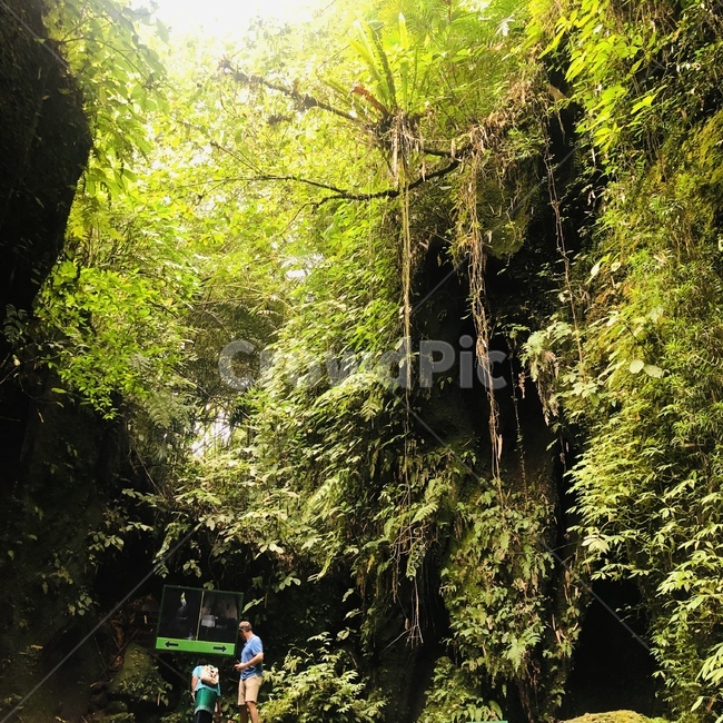 human,인간,person,사람,식물,plant,초목,vegetation,정글,발리,여름,자연,풍경,nature,landscape