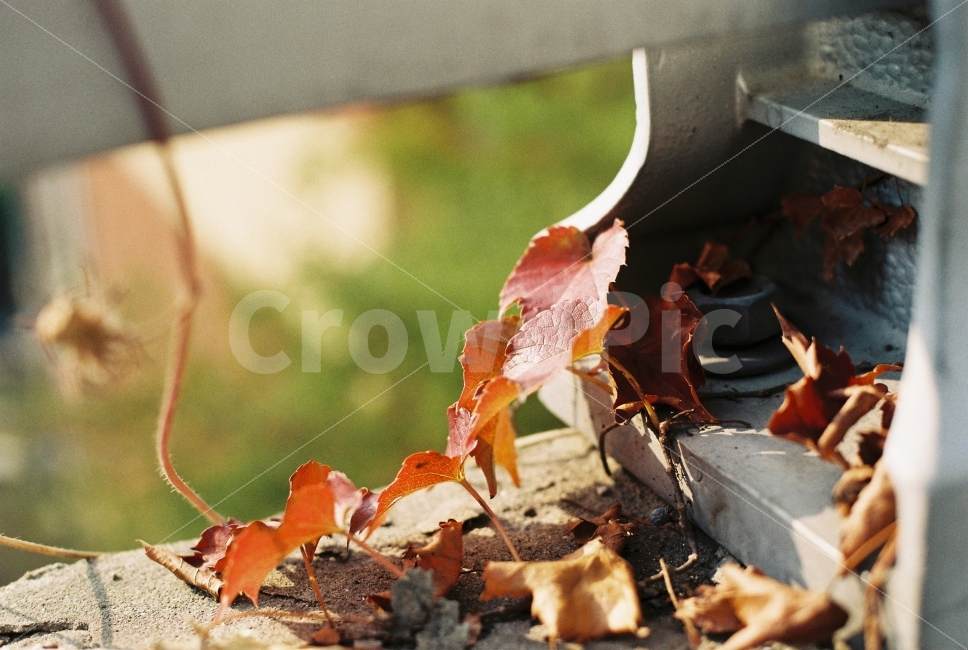 식물,담쟁이,가을,단풍,스냅,아날로그,필름,필름카메라,Nikon,Fm2,가을,계절,fall,autumn,season,식물,자연,plants,nature,감성,sensible,feeling,leaf,잎,plant,tree,나무