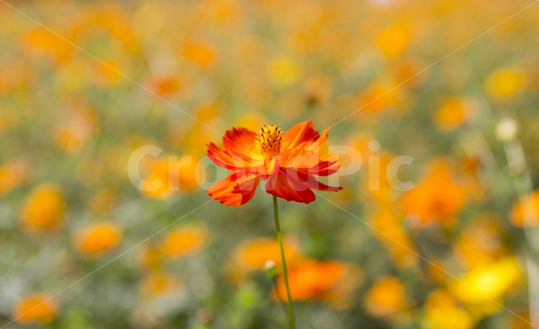 올림픽공원,들꽃,야생화,꽃,flower,beatiful,아름다운,황화코스모스,cosmos,가을,계절,fall,autumn,season,식물,자연,plants,nature,꽃,flower,감성,sensible,feeling,plant,blossom,petal,꽃잎