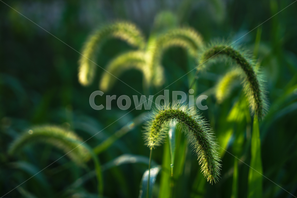 꽃,강아지풀,강아지풀꽃,야생,들꽃,식물,식물,자연,plants,nature