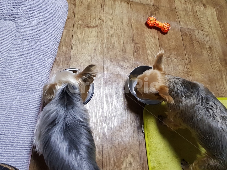강아지,애완동물,요크셔테리어,요키,낮잠,동물,animal,포유류,mammal,개,강아지,dog,doggy