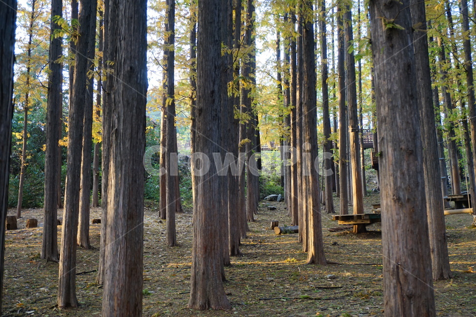 풍경,자연,나무,숲,nature,식물,자연,plants,nature,나무,trees,wood