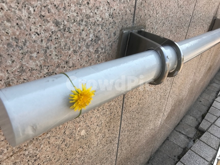 민들레,꽃,벽,장식,꽃반지