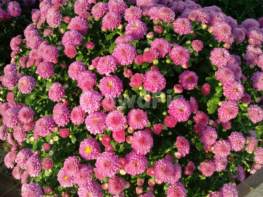 국화,꽃,plant,식물,flower,다년생초본식물,오상고절,관상식물,소국,식물,자연,plants,nature,꽃,flower