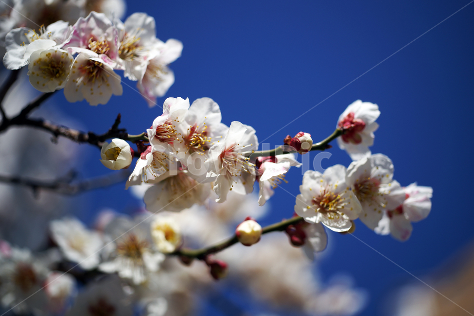 매화꽃,매화나무,꽃,봄,계절,하얀꽃,매화,식물,자연,plants,nature,꽃,flower
