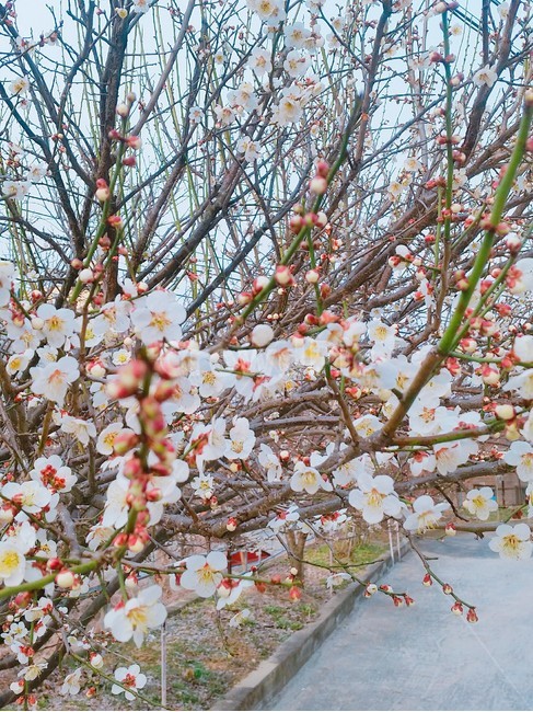벚꽃,꽃,flower,식물,자연