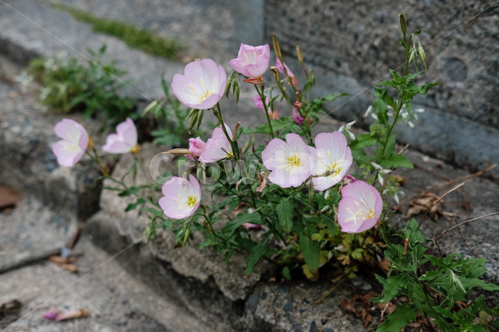 꽃,들꽃,여름,자연,골목,오후,flower,nature,summer,alley