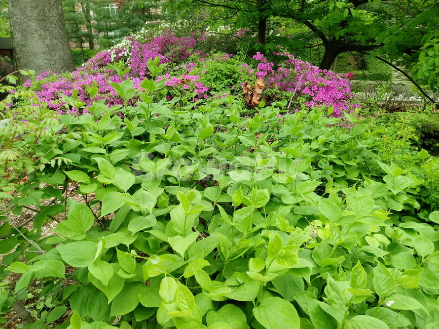 철쭉,smilerosebay,진달래과,식물,봄꽃,개꽃나무,springseasonflower,척촉화,낙엽관목,관상용