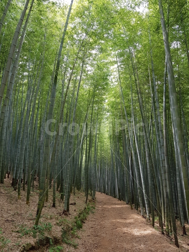 부산,여행,아홉산숲,대나무,자연,풍경,자연,풍경,nature,landscape,식물,plants,나무,trees,wood,plant