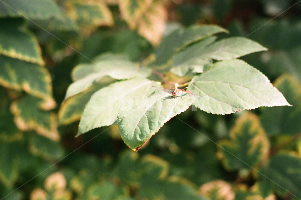 자연,잠자리,나뭇잎,여름,휴식,힐링,healing,산,나무,nature,rest,relaxation,휴가,summer,vacation,단양,계절,season,초록,녹색,감성,빈티지,아날로그,필름,필름사진,필름카메라,film,filmcamera,leaves,leaf,식물,자연,plants,nature,동물,animal,곤충,벌레,insect,bug,휴식,힐링,rest,relaxation,healing