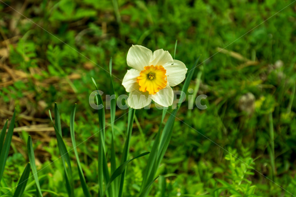 수선화,꽃,봄,정물,계란꽃,봄꽃,식물,자연,plants,nature,꽃,flower