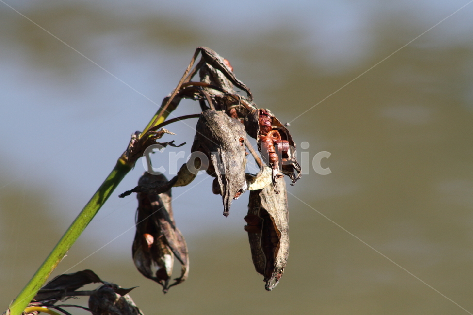 붓꽃,식물,열매,종자,lesiris,식물,자연,plants,nature