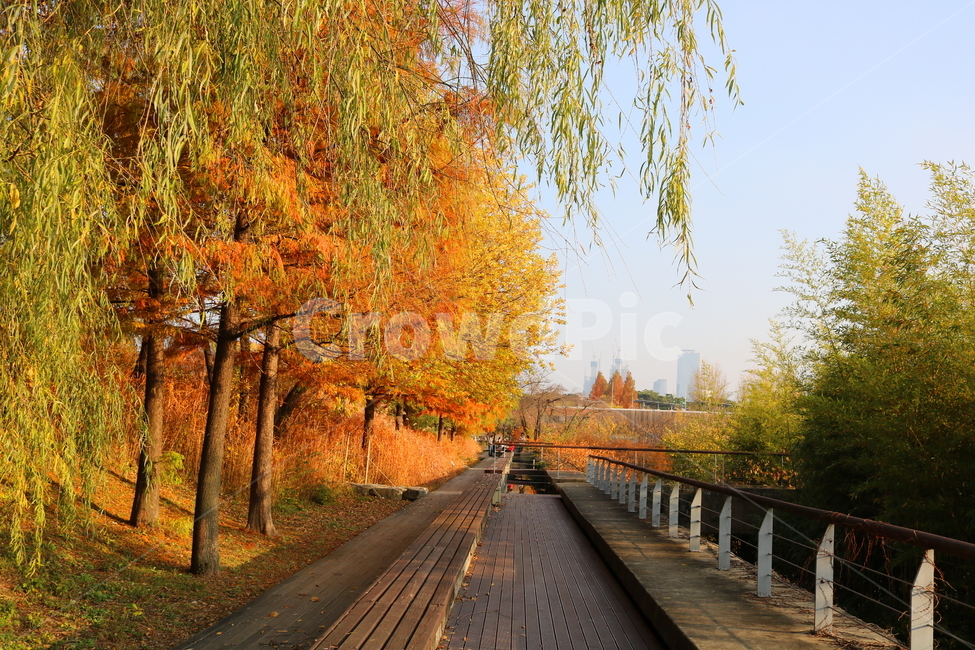 메타세쿼이아,메타세콰이아,나무,식물,수삼나무,자연,풍경,단풍,가을,낙엽수,침엽수,메타세콰이어,공원,선유도공원,산책길,가을,계절,fall,autumn,season,자연,풍경,nature,landscape,bridge,다리,boardwalk,산책로,building,건물