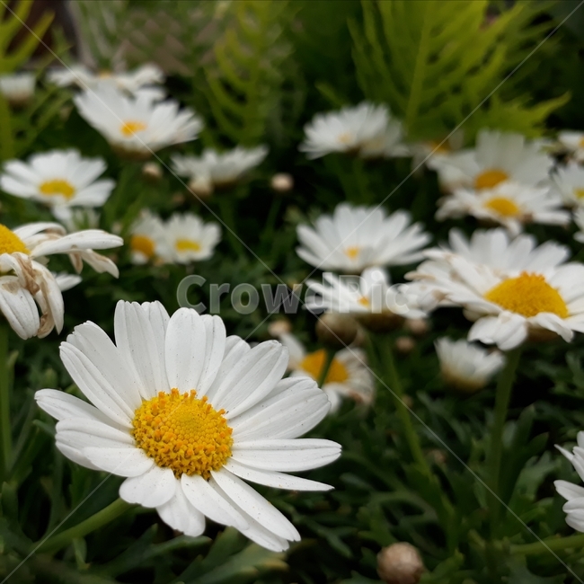 꽃,자연,식물,배경,감성,힐링,식물,자연,plants,nature,꽃,flower