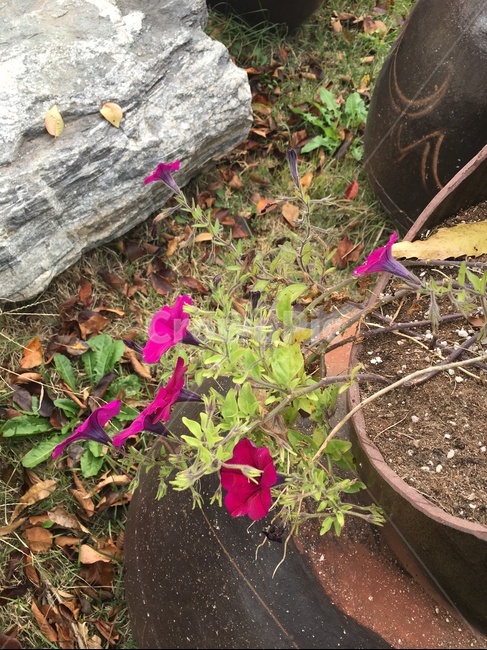 돌,꽃,항아리,식물,옥외,꽃,flower