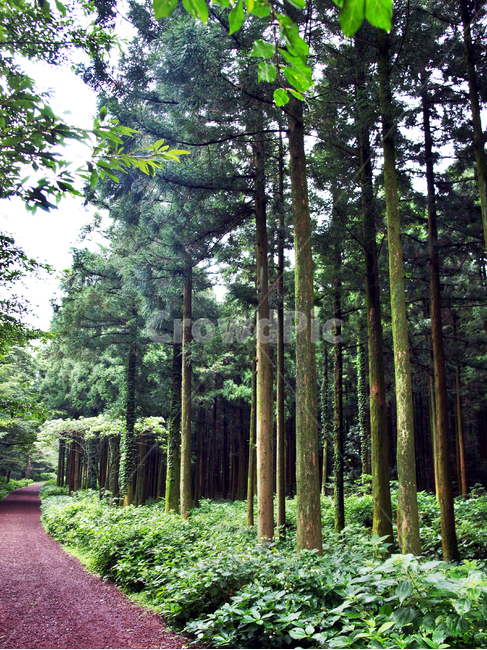 나무,숲,사려니숲길,제주,풍경,숲길,황토길,길,자연,tree,plant,식물
