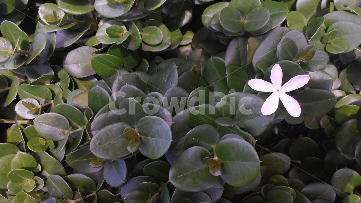 꽃,야생화,flower,플라워,잎,잎사귀,이파리,leaf,leaves,botanical,보타니컬,보태니컬,꽃잎,petal,floral,꽃부리,식물,자연,plants,nature