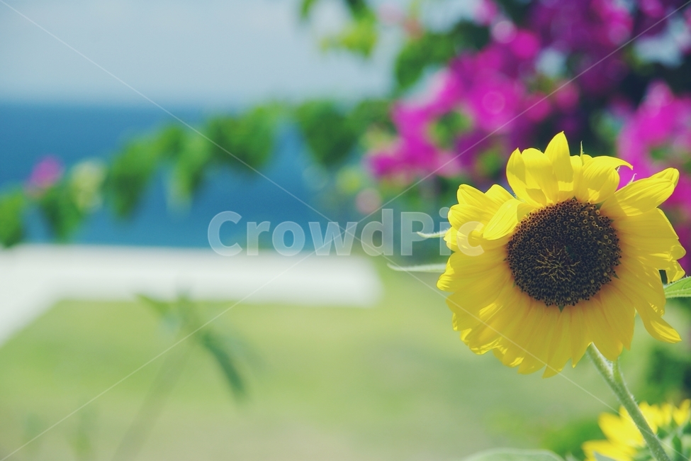해바라기,꽃,sunflower,flower,바다,sea,노랑,노란,yellow,화사,여름,summer,열대,tropical,식물,자연,plants,nature,꽃,flower,감성,sensible,feeling