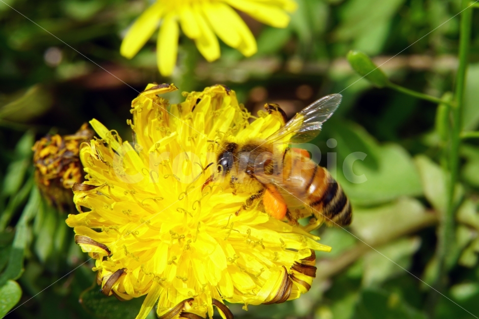 벌,곤충,봄,꽃,자연,식물,honey,bee,spring,flower,nature,plants,insect,민들레,이파리,꽃봉오리,동물,animal,접사,macro,클로즈업,closeup,tree,숲,숲속,산림,삼림,조경,봄꽃,감성,힐링,풍경,landscape,식물,자연,plants,nature,동물,animal,곤충,벌레,insect,bug,꽃,flower