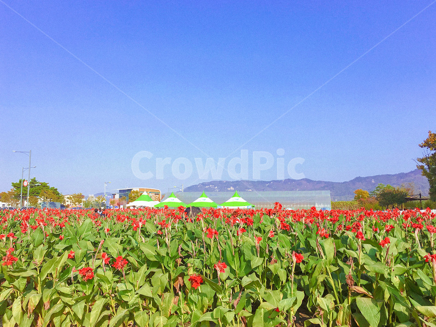 plant,식물,flower,blossom,꽃,자연,옥외,nature