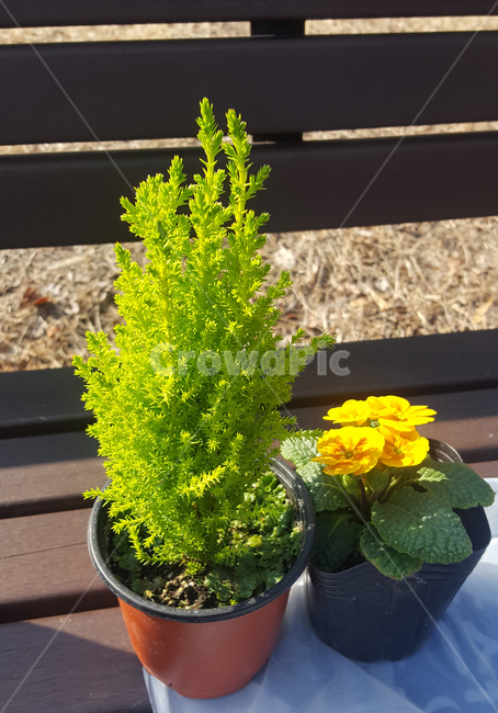 식물,꽃,plant,나무,초록색