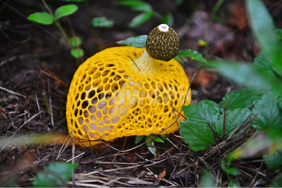 plant,식물,fungus,진균류,망태버섯,노랑망태버섯,버섯,포자,독버섯,노랑,노랑망태,그물망,망태,버섯,mushroom